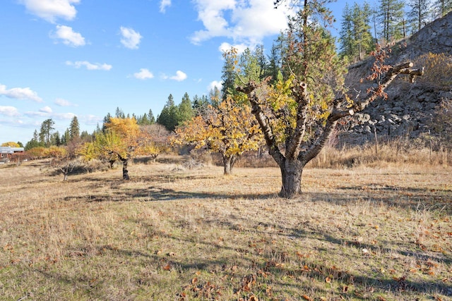 view of local wilderness