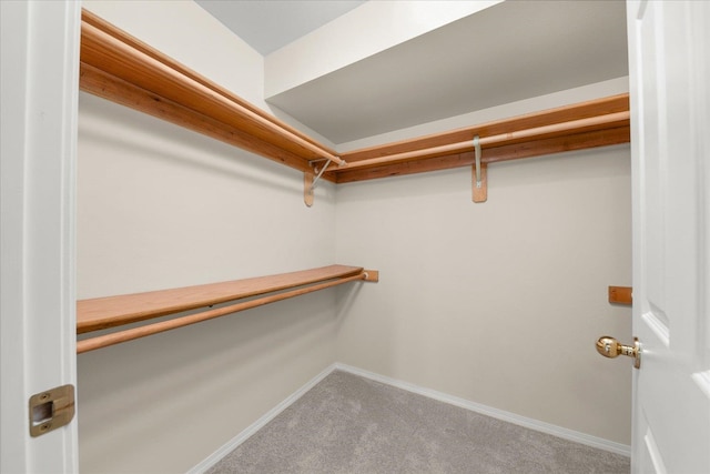 walk in closet with carpet flooring