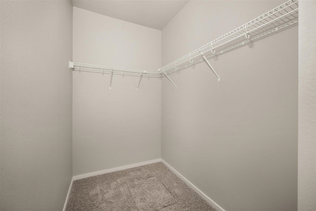 walk in closet featuring carpet flooring