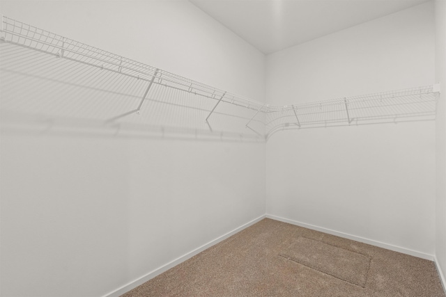 spacious closet with carpet