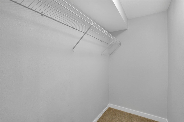 walk in closet featuring carpet flooring