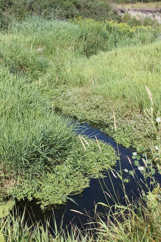 view of local wilderness