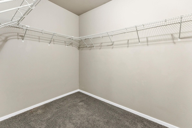 walk in closet featuring carpet floors