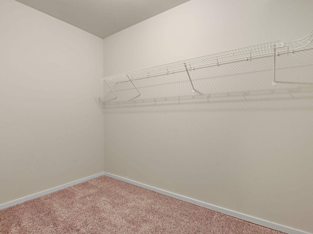 spacious closet featuring carpet