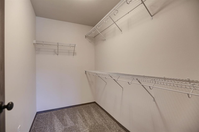 spacious closet featuring carpet