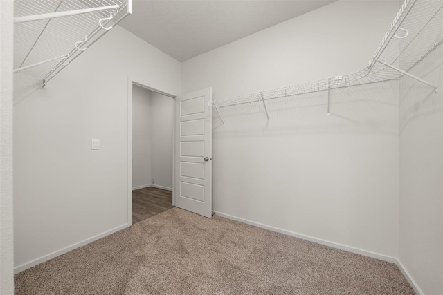 spacious closet featuring carpet floors