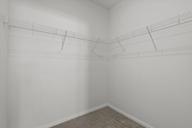 spacious closet featuring carpet floors