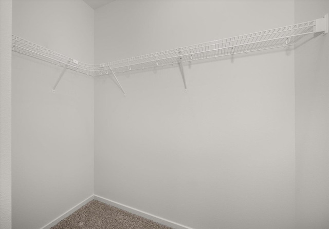 walk in closet with carpet floors