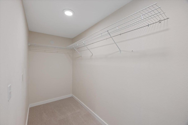 walk in closet with carpet flooring