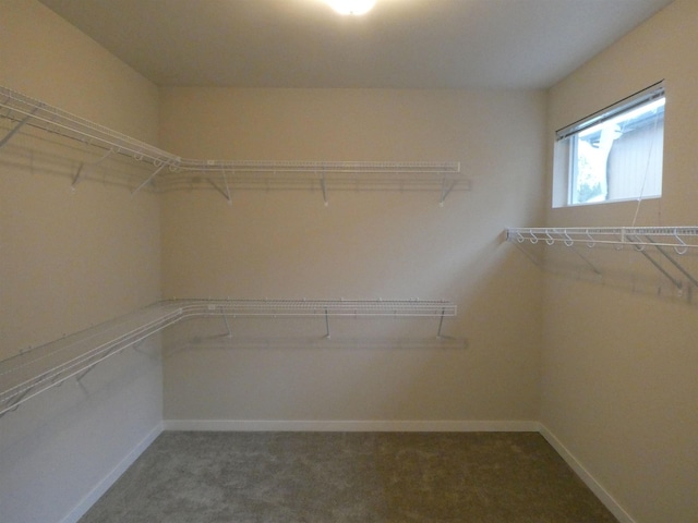 spacious closet with carpet