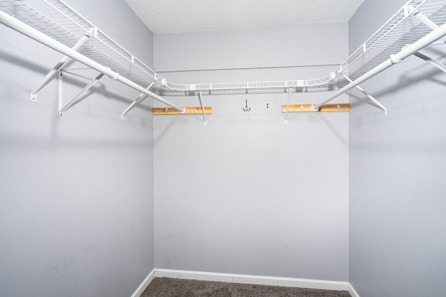 walk in closet featuring carpet flooring