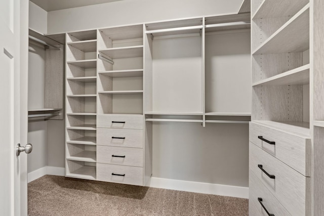 walk in closet with carpet flooring