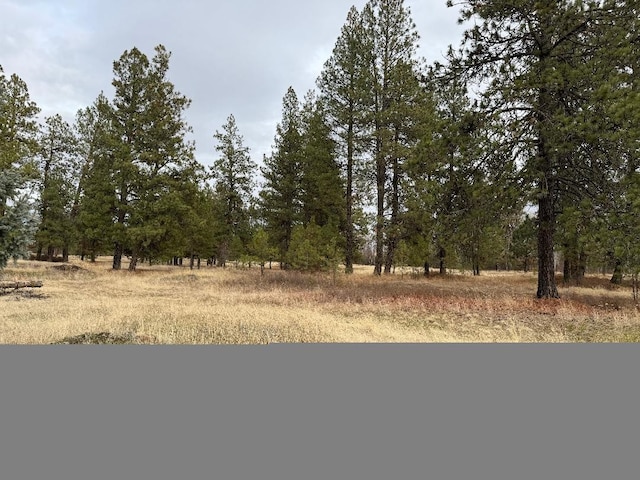 view of local wilderness