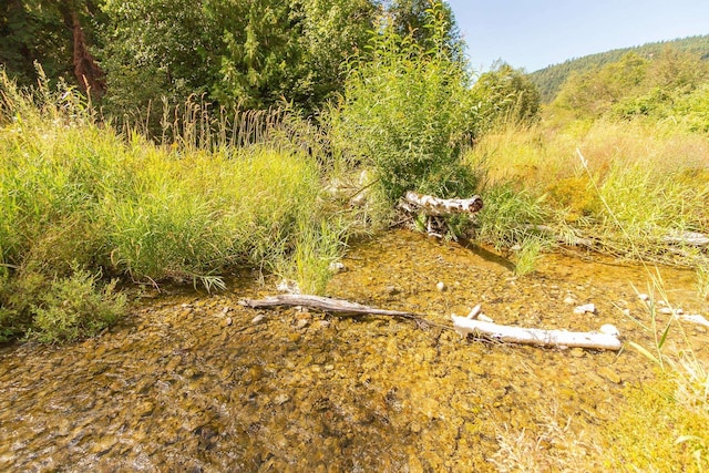 view of local wilderness