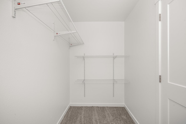 spacious closet featuring carpet