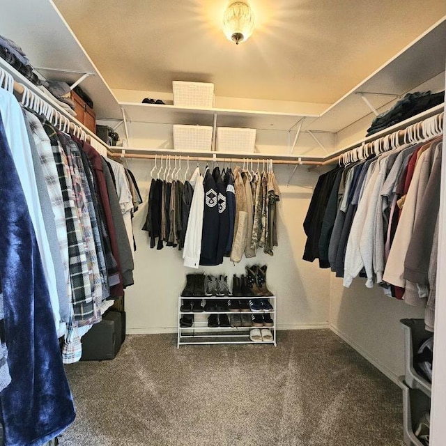 walk in closet featuring carpet flooring