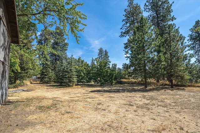 view of local wilderness