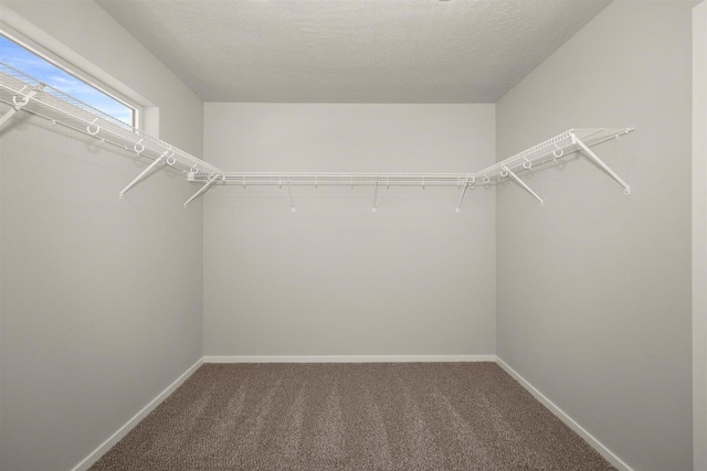 walk in closet featuring carpet floors