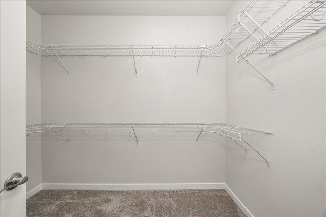 spacious closet with carpet