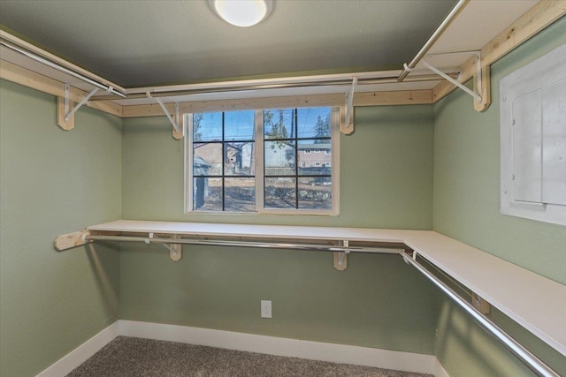 walk in closet featuring carpet flooring