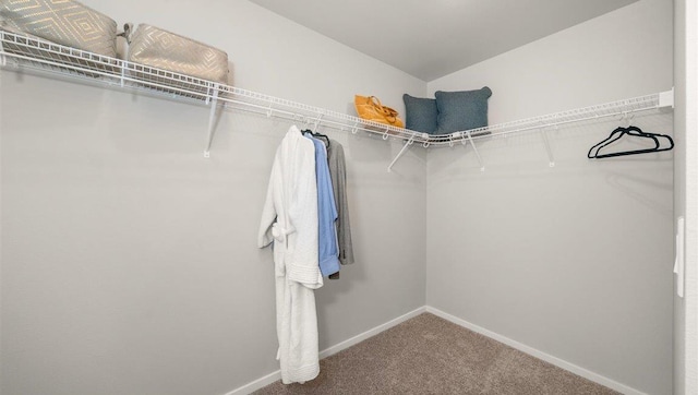 walk in closet with carpet floors