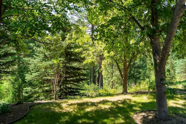 view of yard with a view of trees