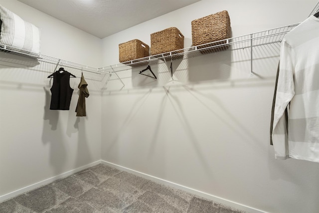 spacious closet featuring carpet