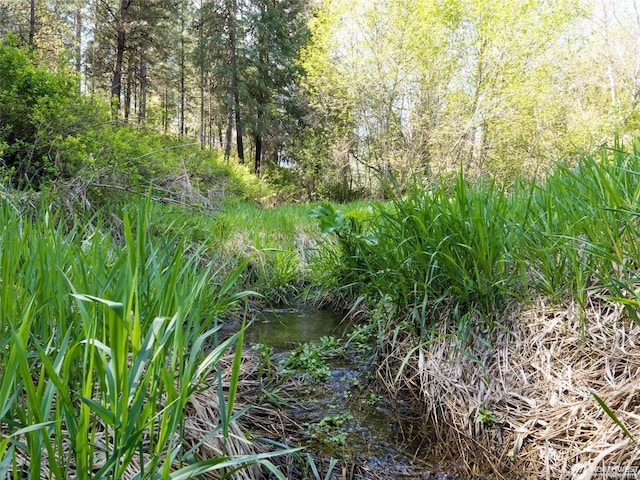 view of local wilderness with a forest view
