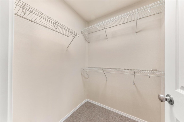 spacious closet featuring carpet floors