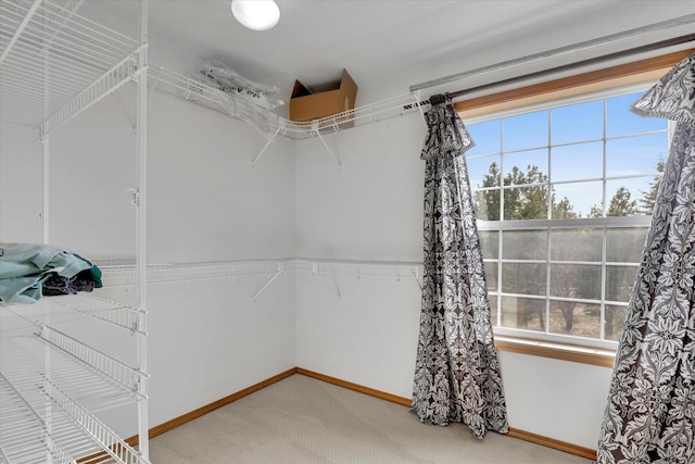 spacious closet featuring carpet flooring