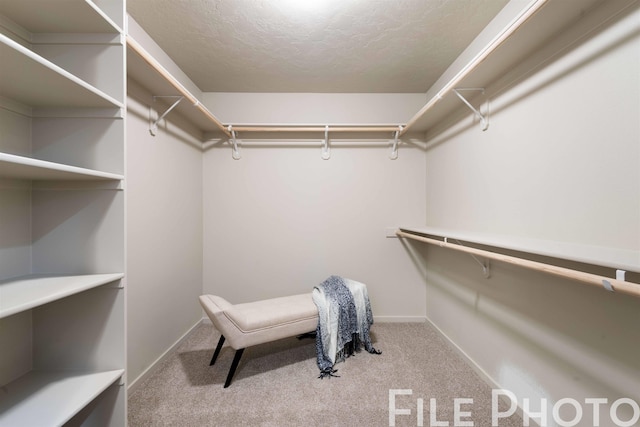 walk in closet featuring carpet