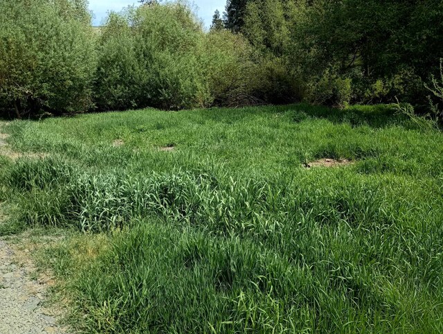 TRACT214 Hawk Creek Ranches Rd, Davenport, WA 99122