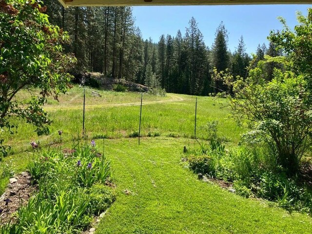 3434G Rockcut Rd, Kettle Falls, WA 99141 - view of grassy yard with a view of trees