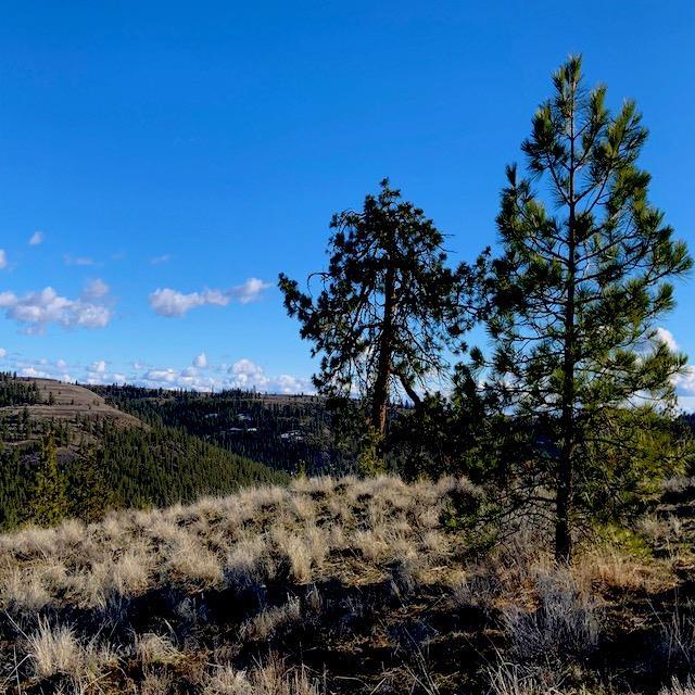 31775 E Ruffed Grouse Dr, Davenport, WA 99122 - photo 5