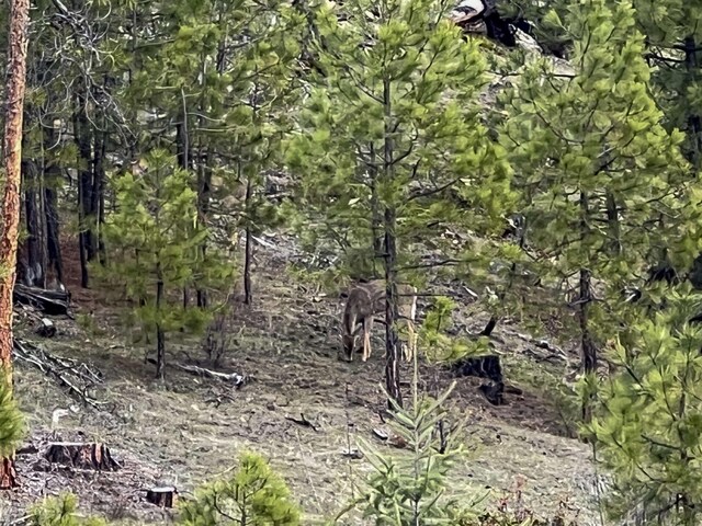 7XX Old Arden Hwy, Colville, WA 99114 - photo 23