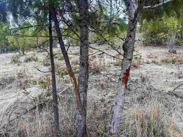 7XX Old Arden Hwy, Colville, WA 99114 - photo 24