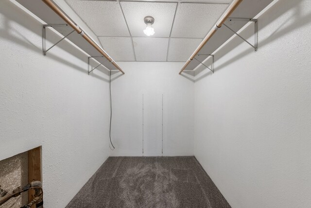 walk in closet featuring carpet flooring and a paneled ceiling