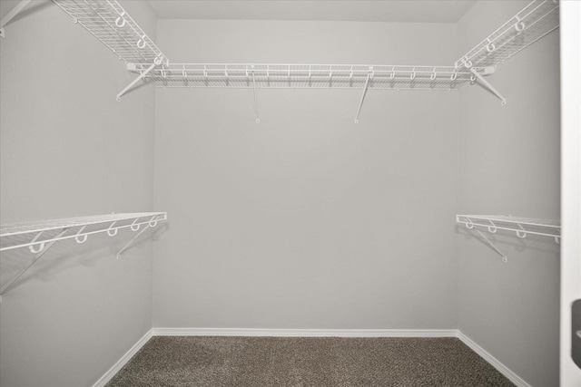 walk in closet with carpet flooring