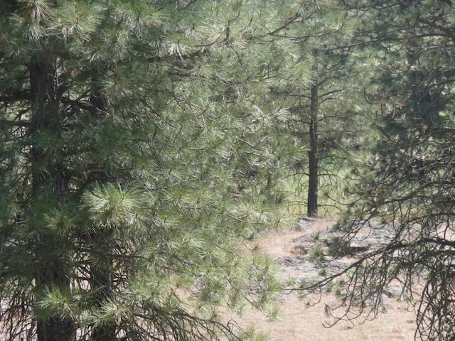 view of local wilderness
