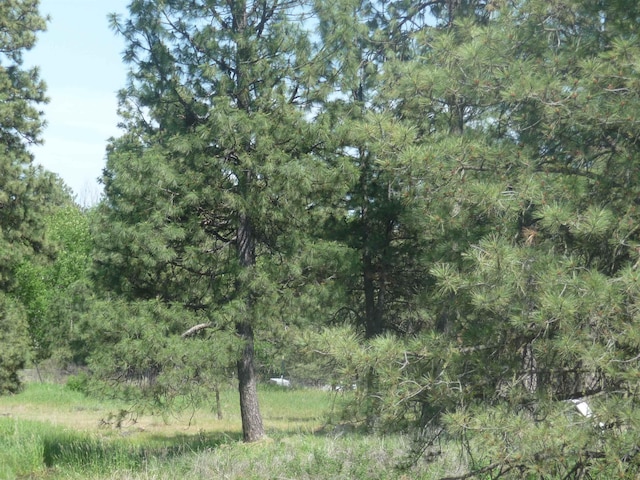 view of local wilderness featuring a wooded view