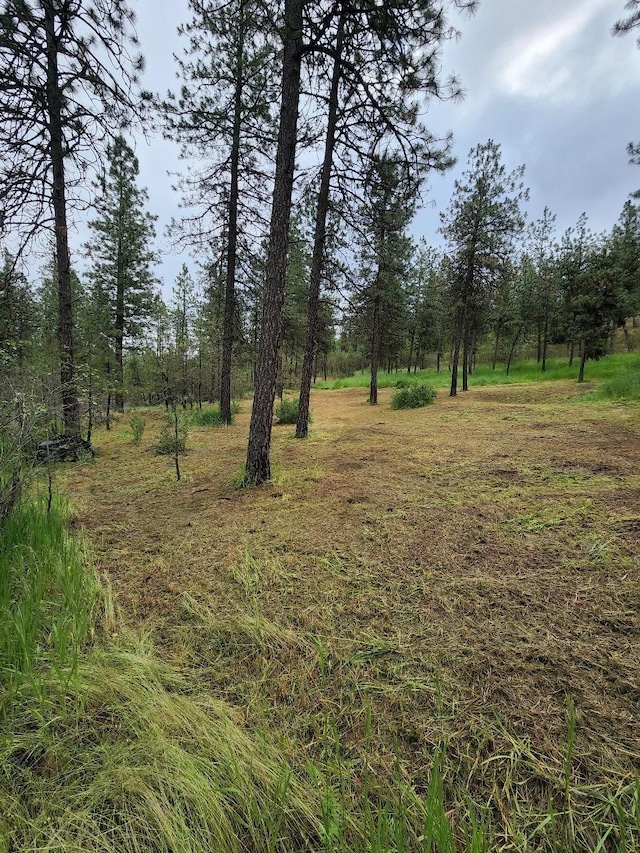 view of local wilderness