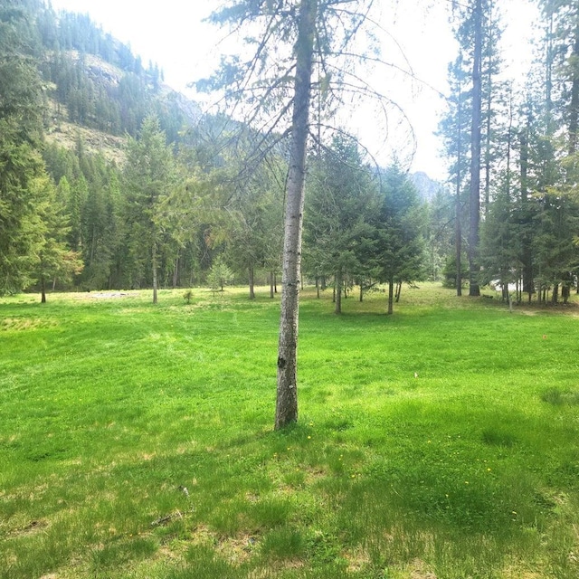view of yard with a wooded view
