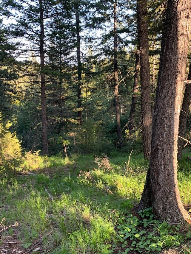 view of local wilderness with a forest view