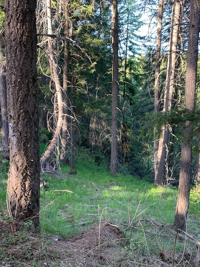 view of local wilderness with a view of trees