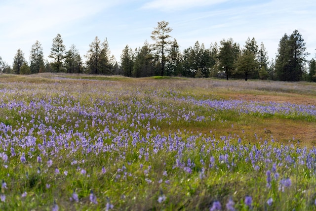 000 Bootstrap Ln, Cheney, WA 99044