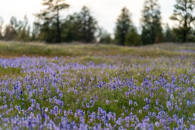 000 Bootstrap Ln, Cheney, WA 99044