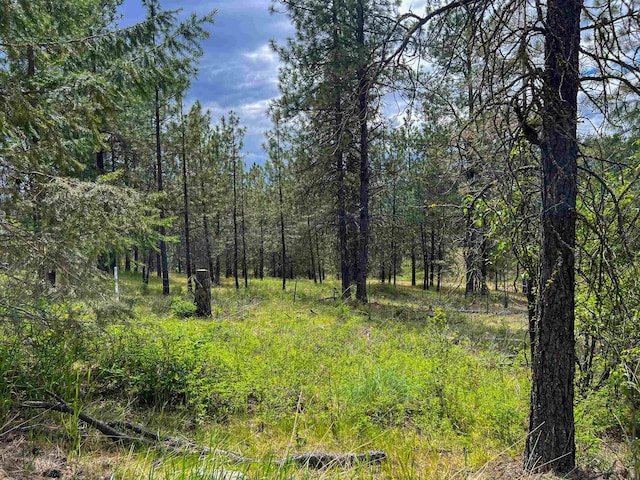 2010 Clemons Rd, Rice, WA 99167 - view of tree filled area