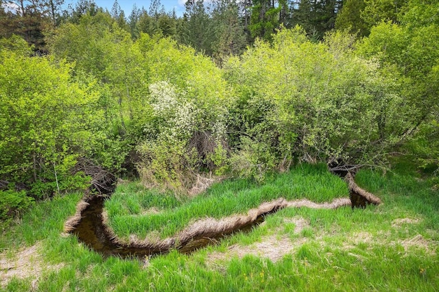 3475B Waitts Lake Rd, Valley, WA 99181 - view of wooded area