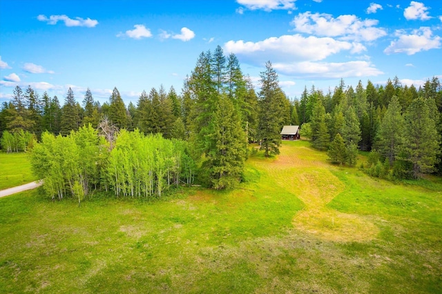 3475B Waitts Lake Rd, Valley, WA 99181 - view of yard with dirt driveway and a forest view