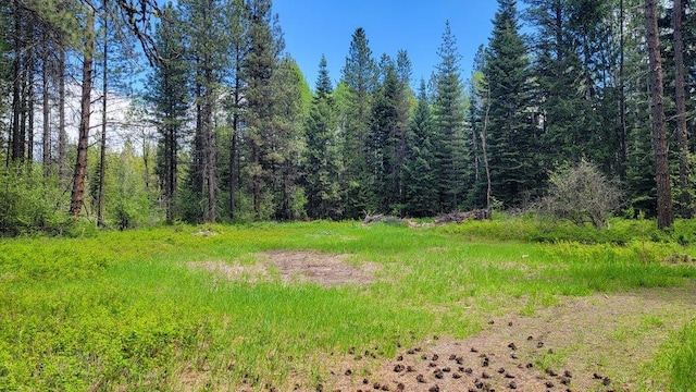 472 Snow Berry Ln, Usk, WA 99180 - view of woods